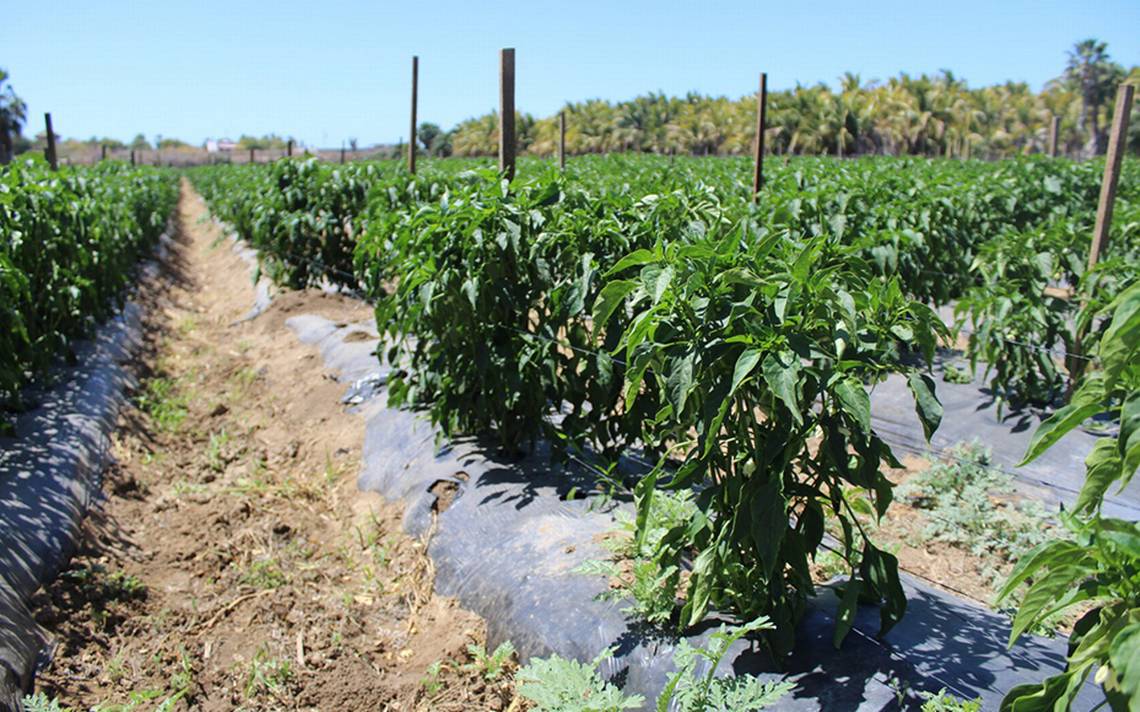 Exitoso Para BCS El Cultivo Cíclico De Primavera-verano - El ...